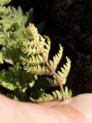 Notholaena grayi grayi