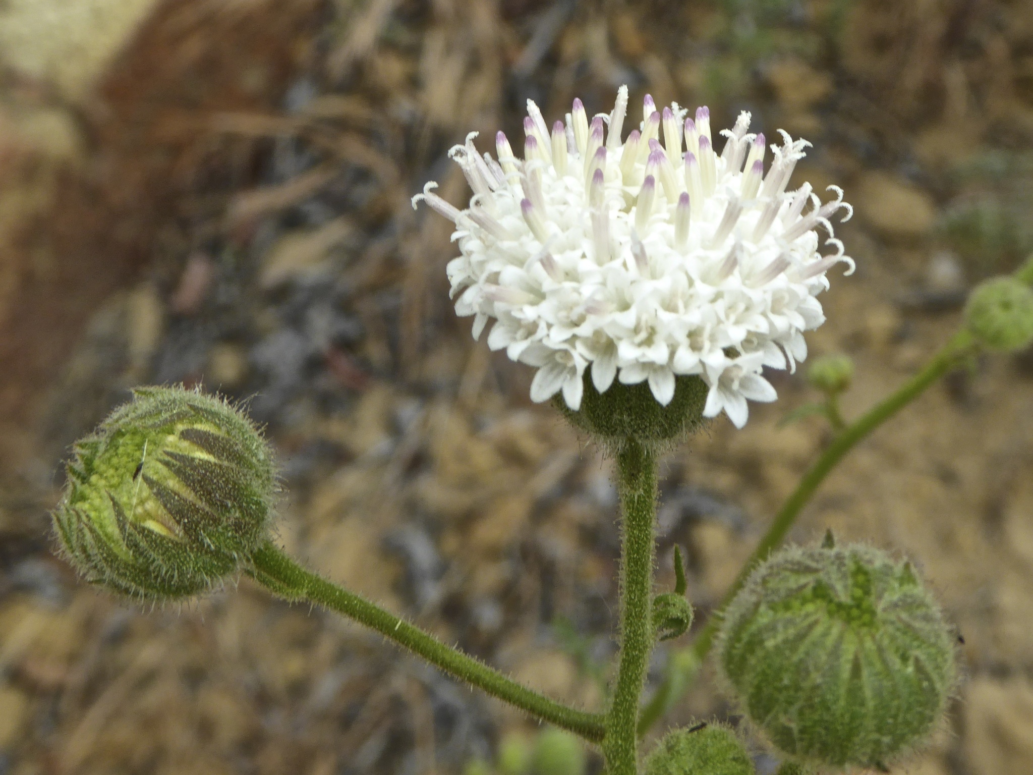 Chaenactis artemisiifolia