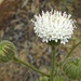 Chaenactis artemisiifolia - Photo (c) dlbowls, algunos derechos reservados (CC BY-NC), subido por dlbowls