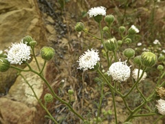 Chaenactis artemisiifolia