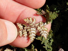 Notholaena grayi grayi