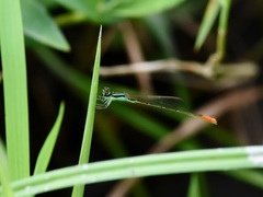 Agriocnemis femina oryzae