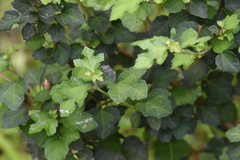Urena procumbens