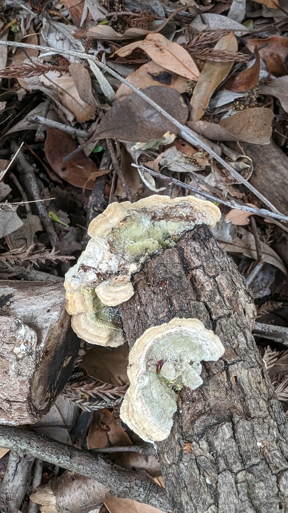 Trametes hirsuta · April 2024 · photo: © atsushi_nakajima_cirque (iNaturalist, cc-by)
