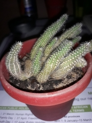 Trichocereeae