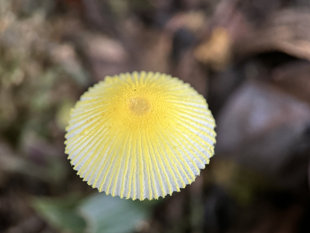 Leucocoprinus fragilissimus · April 2024 · photo: © bealeiderman (iNaturalist, cc-by)
