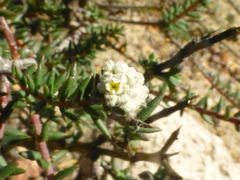 Phylica stenopetala