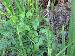 Rubus pinnatus