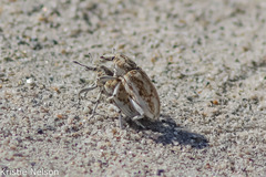 Apleurus albovestitus