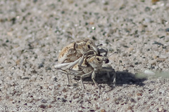 Apleurus albovestitus