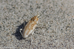 Apleurus albovestitus