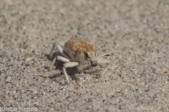 Apleurus albovestitus