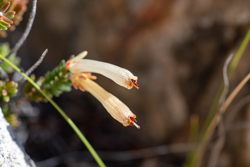 Erica amidae
