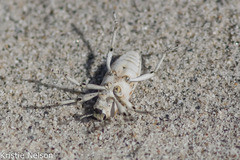 Apleurus albovestitus