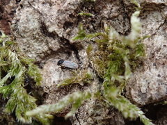 Metopininae