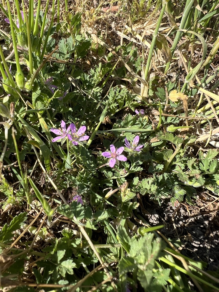 Musk Stork's-bill From Madera, Ca, Us On April 29, 2024 At 09:28 Am By 