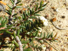 Phylica stenopetala