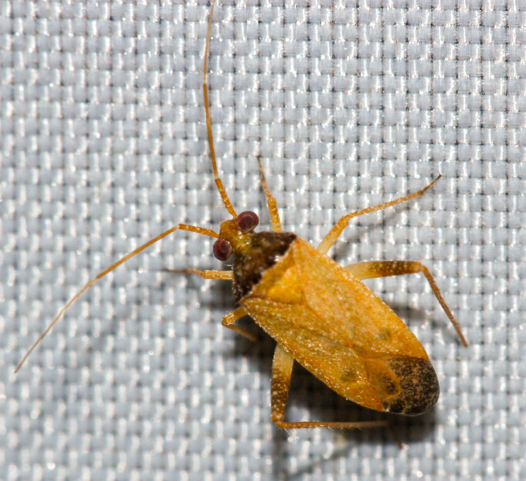 Phytocoris ramosus