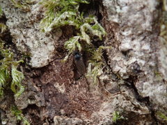 Metopininae
