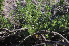 Solanum guineense