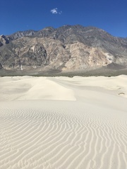 Apleurus albovestitus