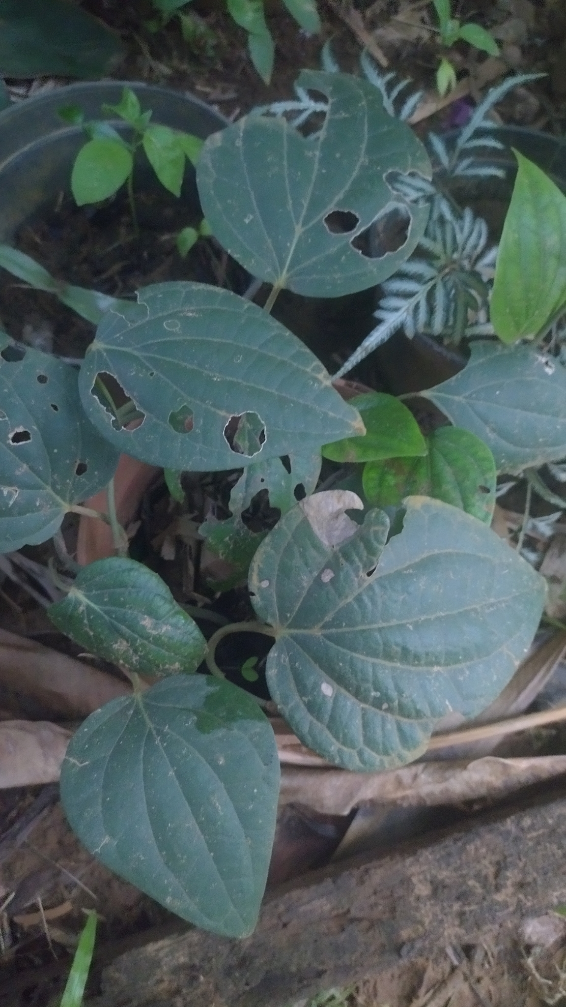 Imagem de Pimenta-do-reino