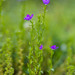 Triodanis biflora - Photo (c) Melissa McMasters, algunos derechos reservados (CC BY)