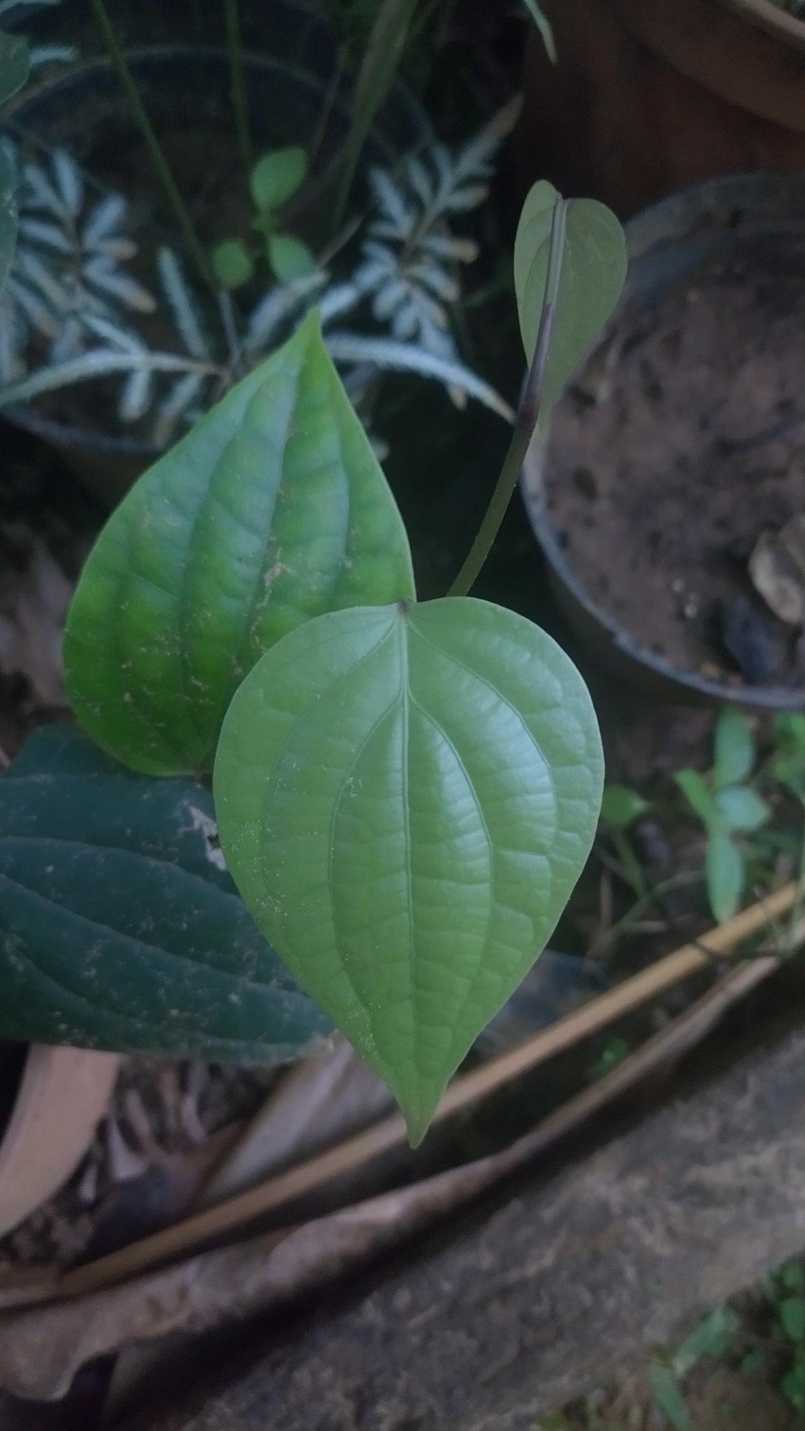 Imagem de Pimenta-do-reino