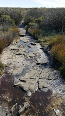 Arthroleptella lightfooti