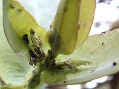 Ctenarytaina eucalypti