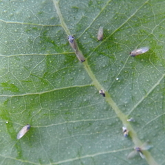 Ctenarytaina eucalypti