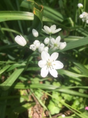 Allium neapolitanum