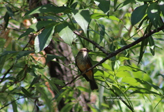 Pyrocephalus rubinus