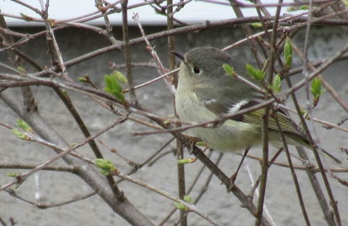 Ruby-crowned Kinglet photographed in Iowa