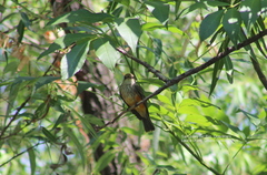 Pyrocephalus rubinus
