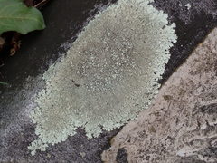 Xanthoparmelia plittii