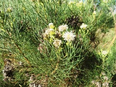 Serruria kraussii