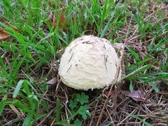Saproamanita foetidissima