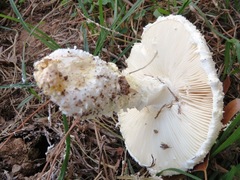 Saproamanita foetidissima