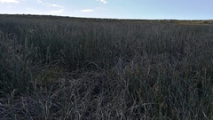 Arthroleptella lightfooti