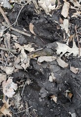 Odocoileus virginianus
