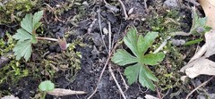 Anemonastrum canadense