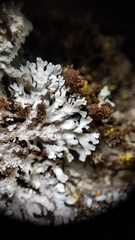Physconia californica