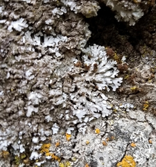 Physconia californica