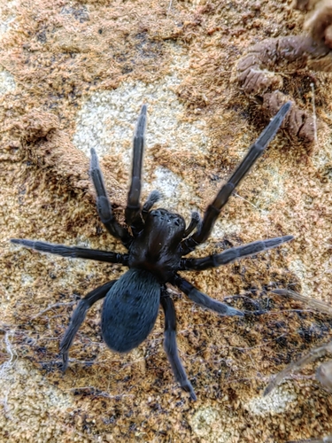 Titanoeca praefica
