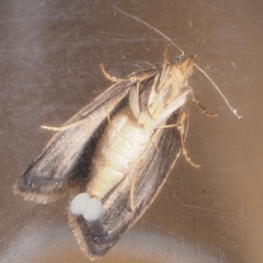 Clepsis dumicolana