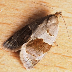 Clepsis dumicolana