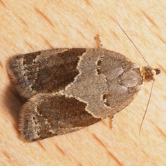 Clepsis dumicolana
