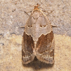 Clepsis dumicolana