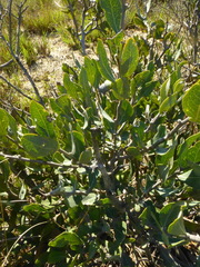 Euclea tomentosa